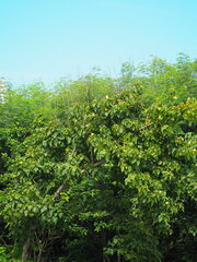 Thespesia populnea