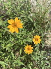 Wedelia hispida