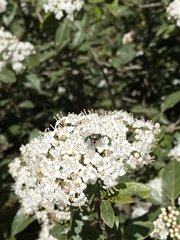 Lucilia sericata
