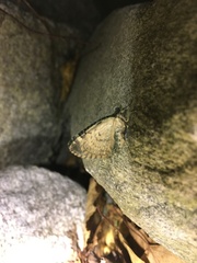 Chloroclysta siterata