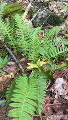Polypodium virginianum