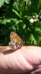 Melitaea