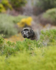 Papio ursinus ursinus