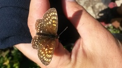 Melitaea