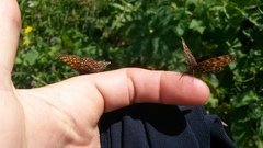 Melitaea