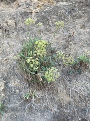 Crithmum maritimum