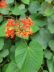 Clerodendrum paniculatum