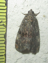 Lymantriades