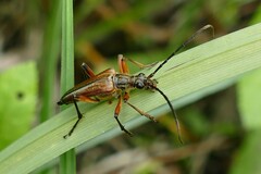 Stenocorus meridianus