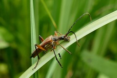 Stenocorus meridianus