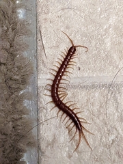 Scolopocryptops spinicaudus