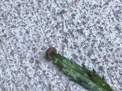 Homoeosoma electella