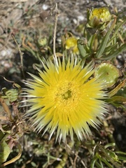 Apatesieae