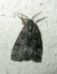 Lymantriades
