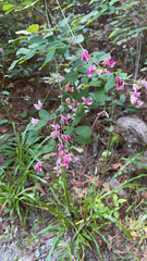 Lespedeza bicolor