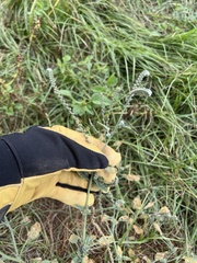 Heliotropium europaeum