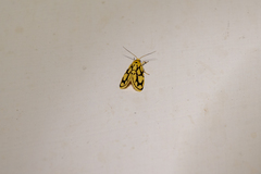 Miltochrista conjunctana