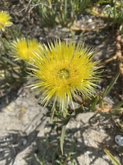 Apatesieae