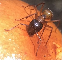 Camponotus americanus