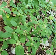 Croton monanthogynus