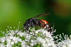 Ctenichneumon panzeri