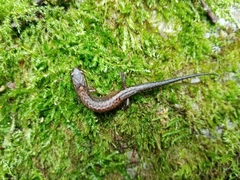 Plethodontinae