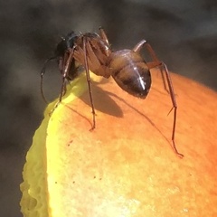 Camponotus americanus