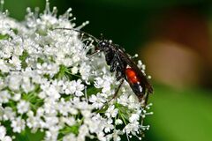 Ctenichneumon panzeri