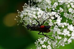 Ctenichneumon panzeri