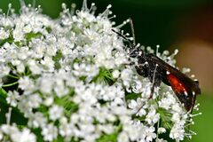 Ctenichneumon panzeri