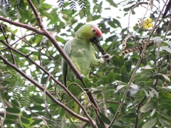 Amazona autumnalis lilacina