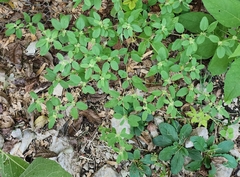 Croton monanthogynus