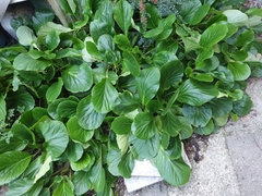 Bergenia crassifolia