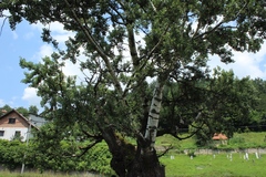 Populus alba