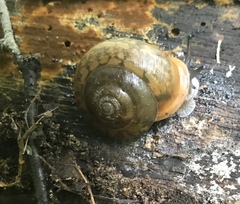 Neohelix albolabris