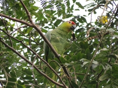 Amazona autumnalis lilacina