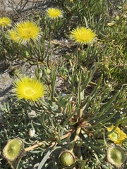 Apatesieae