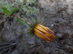 Asteraceae