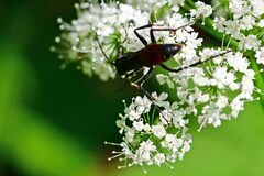 Ctenichneumon panzeri