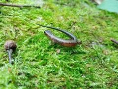 Plethodontinae