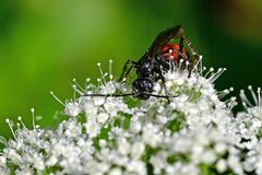 Ctenichneumon panzeri