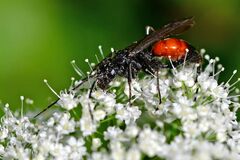 Ctenichneumon panzeri