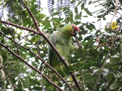 Amazona autumnalis lilacina