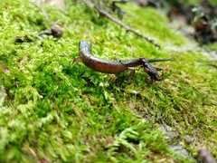 Plethodontinae