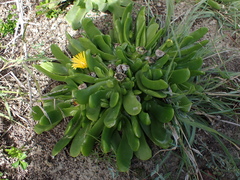 Glottiphyllum longum