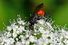 Ctenichneumon panzeri