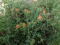 Delosperma testaceum