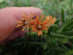 Delosperma testaceum
