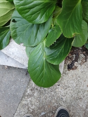 Bergenia crassifolia