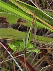 Bicolorana bicolor